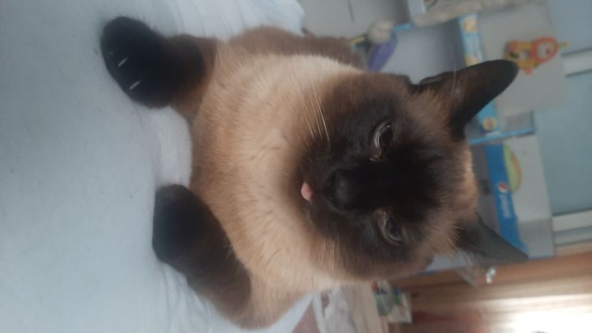  - Pisicii mei în aprilie 2023