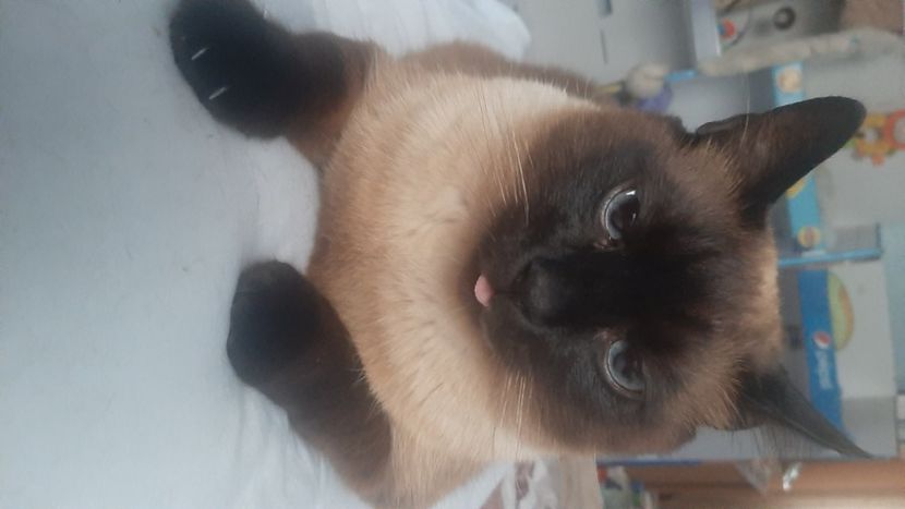  - Pisicii mei în aprilie 2023