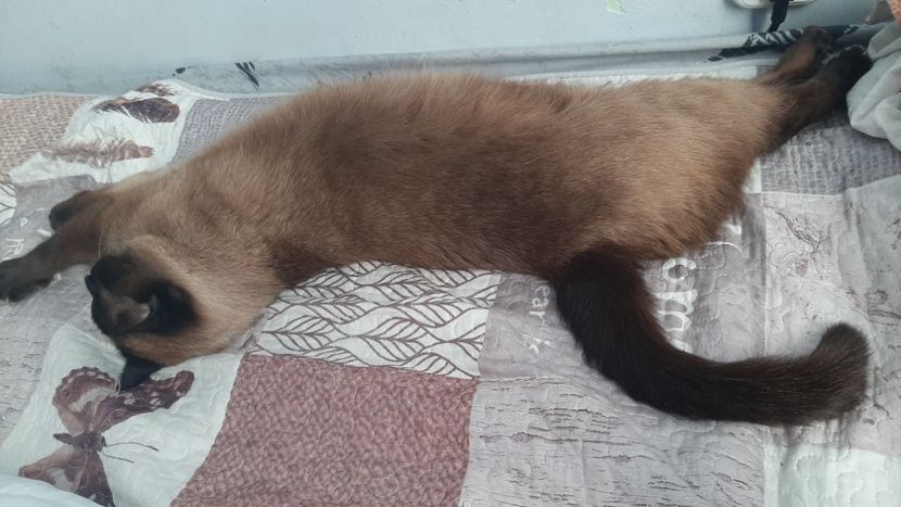  - Pisicii mei în aprilie 2023