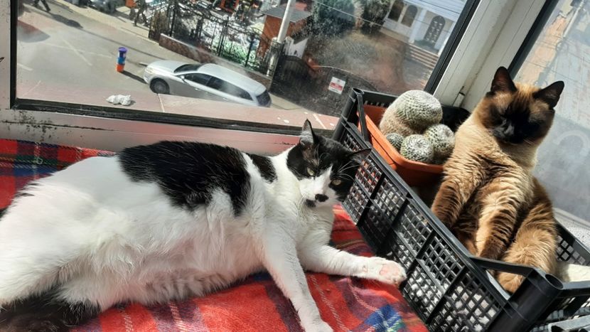  - Pisicii mei în aprilie 2023