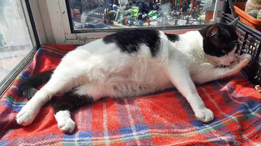  - Pisicii mei în aprilie 2023