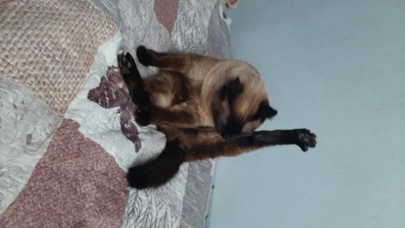  - Pisicii mei în aprilie 2023