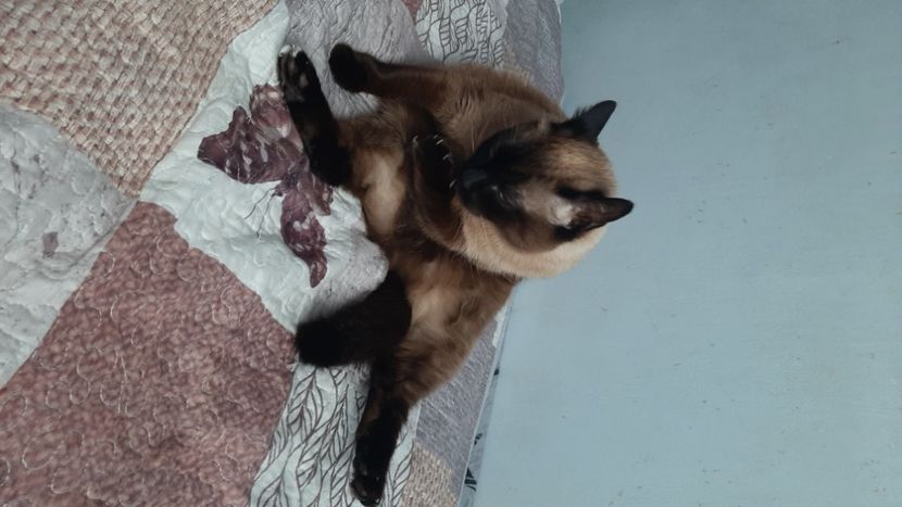  - Pisicii mei în aprilie 2023