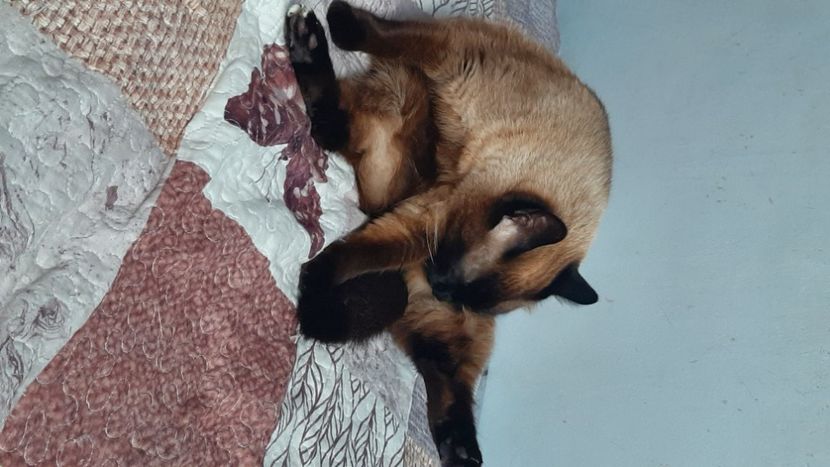  - Pisicii mei în aprilie 2023