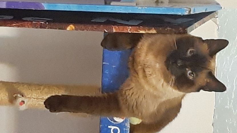  - Pisicii mei în aprilie 2023