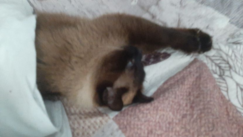  - Pisicii mei în aprilie 2023