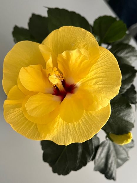 F800505E-D881-4F65-A503-07E17E16A185 - Hibiscus