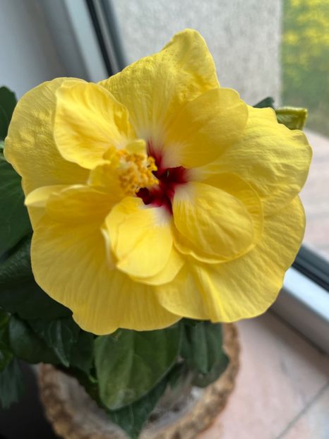 99B9497B-C64C-4280-BB49-212E5CF92CB6 - Hibiscus