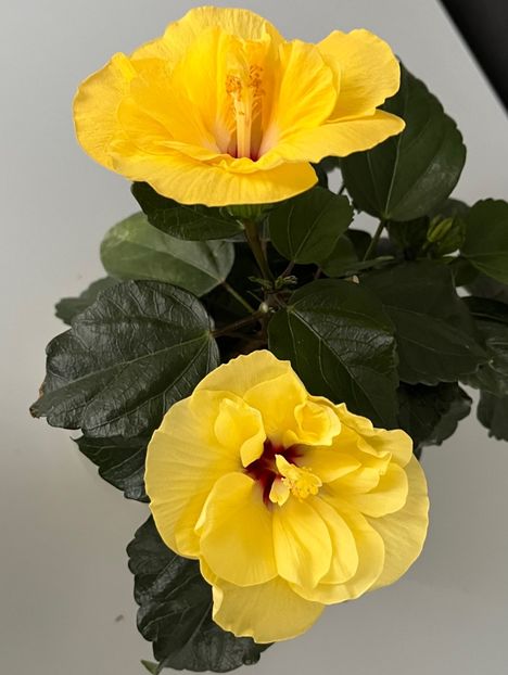 777371A5-8A2B-4734-B45A-56D735C2A41C - Hibiscus