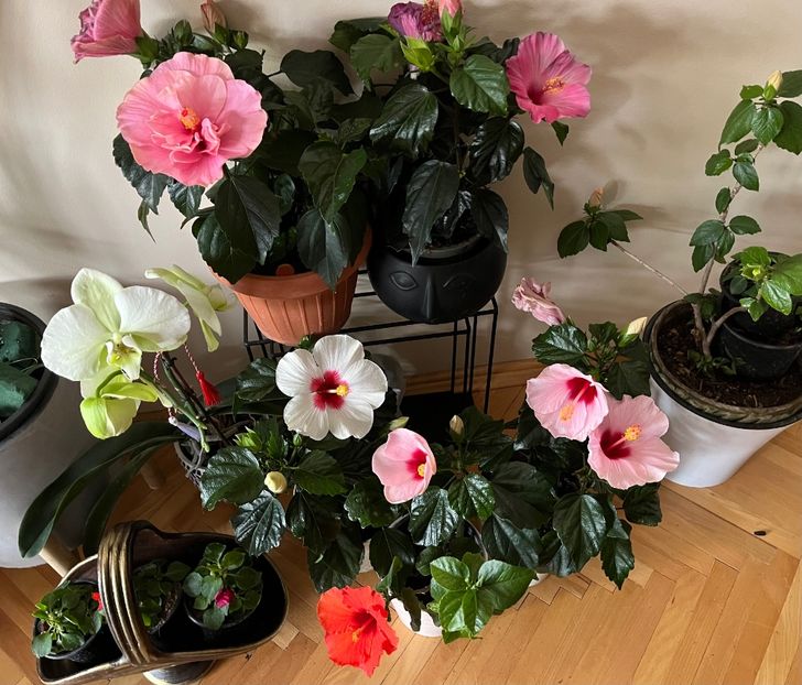 594384C0-20F5-4DB6-BA05-B3138843AC87 - Hibiscus