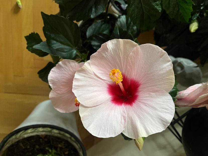 7DF1C160-9421-4AA3-AA2D-940207666F56 - Hibiscus