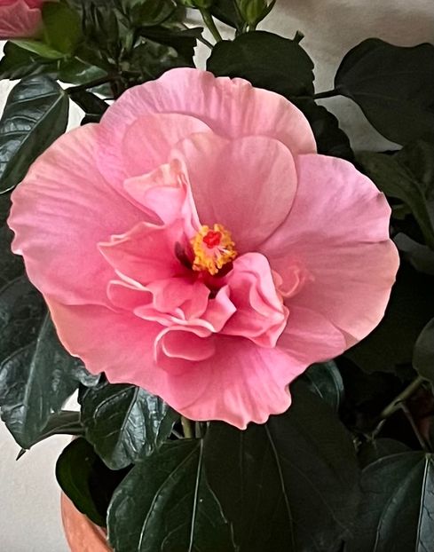 9D27DB66-0839-454C-9EEA-9985ACEA950E - Hibiscus