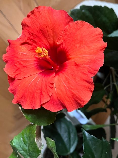 EE6D549E-A70D-47C8-97EA-2DE423AC68E1 - Hibiscus