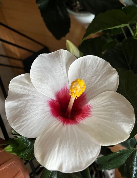 DEAE9C4B-4020-4BBA-B71D-7EAB4ED35CCC - Hibiscus