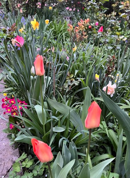 980D9712-385E-46D9-BF38-DFEE3F80DABD - Lalele 22 23