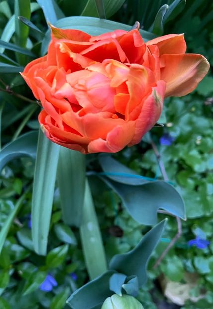 8EF62860-BD35-40B5-B4CC-9C4371CEAF06 - Lalele 22 23