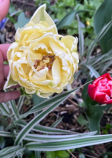 929220BB-EFE7-4EE1-82A2-1A6E2B3ACA2B - Lalele 22 23