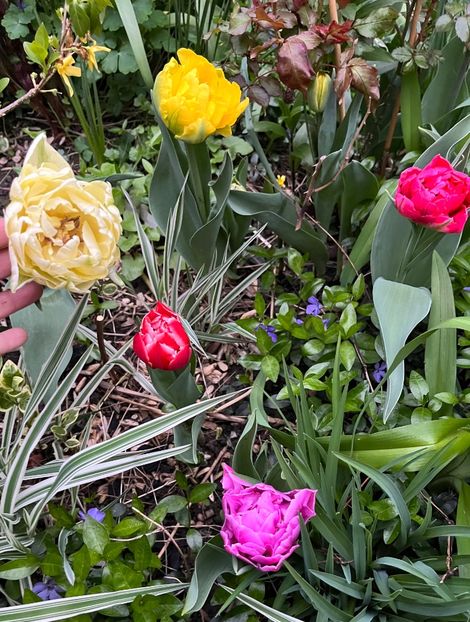 850C5D6E-5242-44E1-8F62-3E40640478C9 - Lalele 22 23