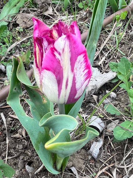 C6477C99-CD97-4F4A-AAED-B1EC3C969EF3 - Lalele 22 23