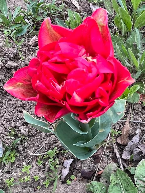 4FA771C9-F7E7-4593-A5B5-BE7307FE6AA4 - Lalele 22 23