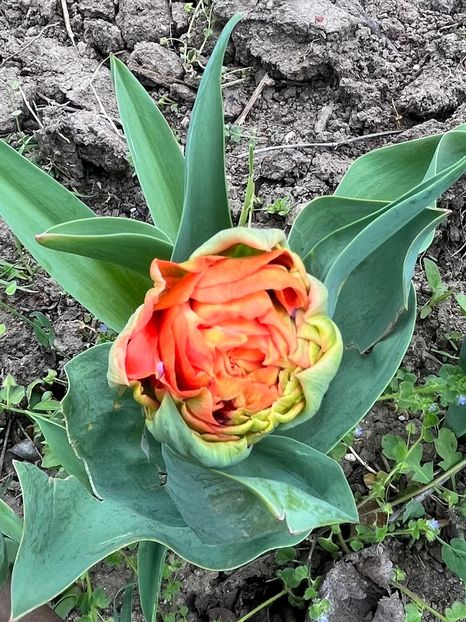 D05AB080-97D1-4824-8F24-4BC75B68F38C - Lalele 22 23