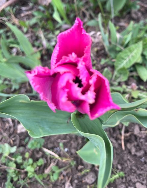 7F4054CB-75DB-4B97-A73F-649F0FE5854D - Lalele 22 23