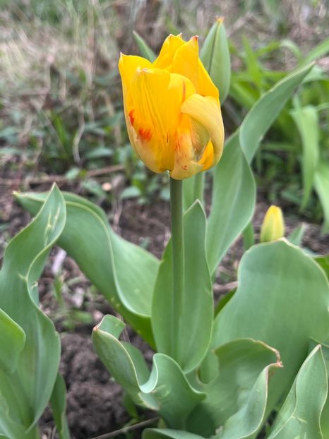 FFC9D87B-293F-4476-9FF4-F507710FED7C - Lalele 22 23