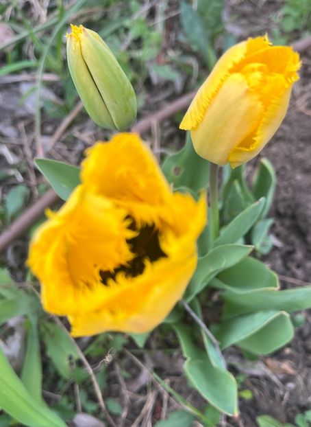 9EA58A24-0E47-475F-9B05-6DF007B68622 - Lalele 22 23