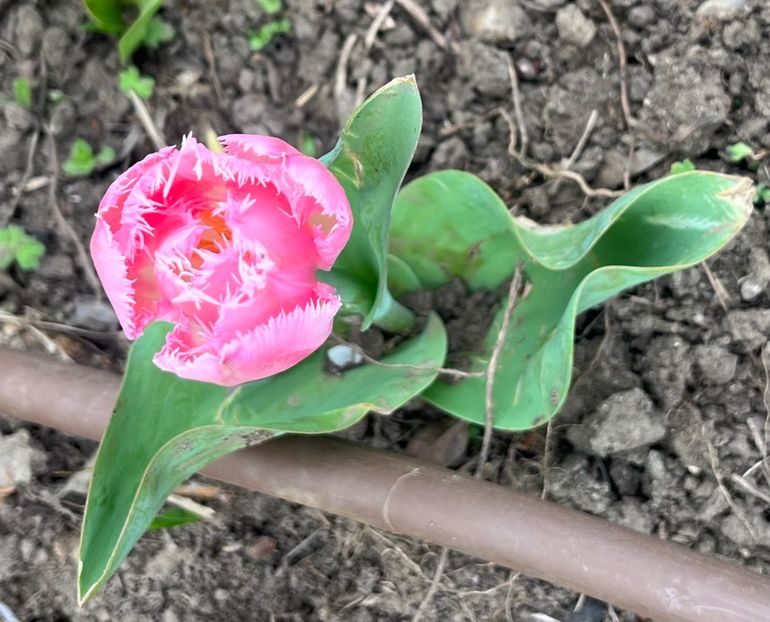 4BCFF20B-5800-4619-85B2-9B7F454D16EE - Lalele 22 23