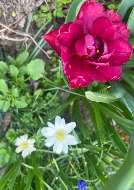 3B94B129-FDFB-42B0-BCE6-4B4743451FB6 - Lalele 22 23