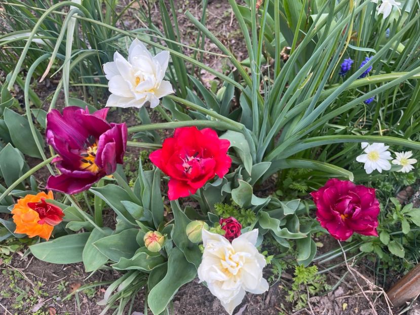 64D17F73-74EE-4752-93CD-94C77093A96F - Lalele 22 23