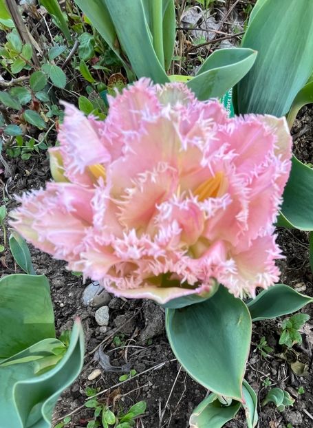 E15265B0-B2A8-4827-876C-6913E00D0200 - Lalele 22 23