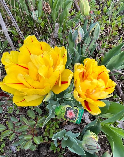 23786EFC-D51F-4594-A265-13235734F1D8 - Lalele 22 23