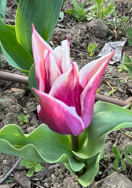 DC91A72C-6195-46FB-A53B-1EA448199B26 - Lalele 22 23