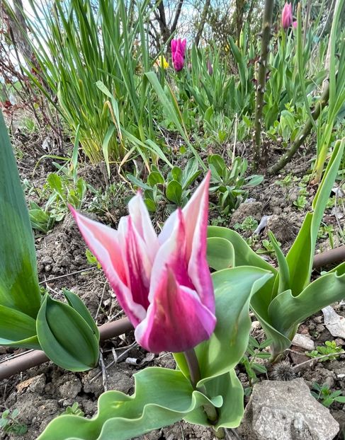 71376269-B6E8-4040-AE9D-0794DB61DD7F - Lalele 22 23