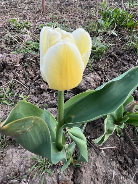 28F10855-9552-445B-A20C-3D273A802ED6 - Lalele 22 23