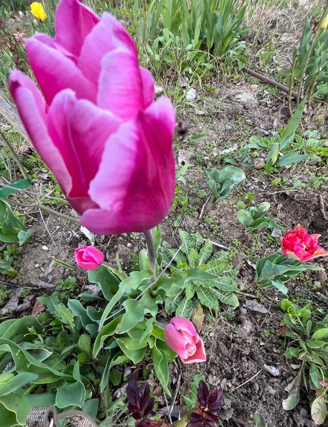 0AADEF3B-764E-46BD-BB1C-113238E9761C - Lalele 22 23