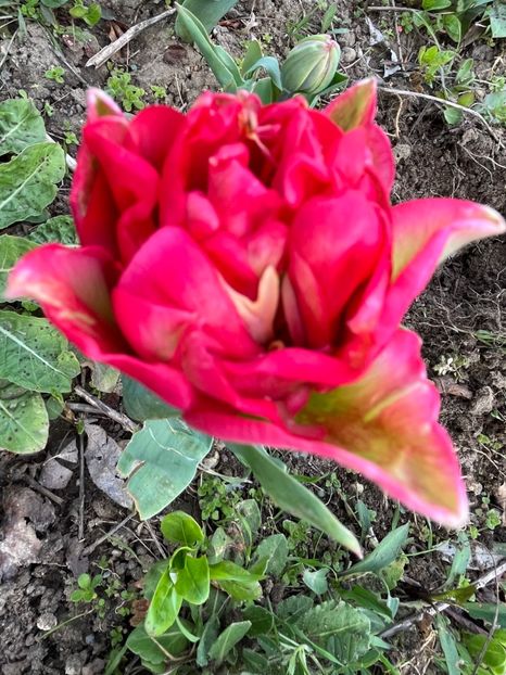 89E6AC91-D0D1-4462-958F-9E29C19517FD - Lalele 22 23