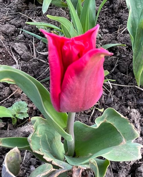 7D011957-62FF-46B2-B27C-B5A287F7E5C8 - Lalele 22 23