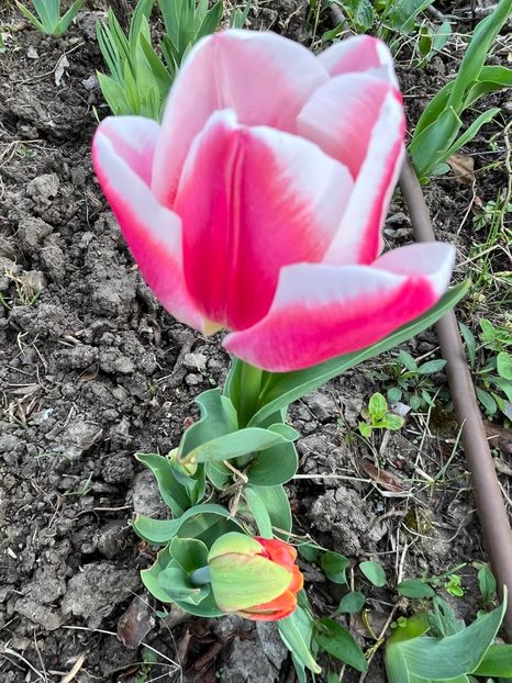 27136856-A43D-4E7D-81DF-4B536AEE5420 - Lalele 22 23