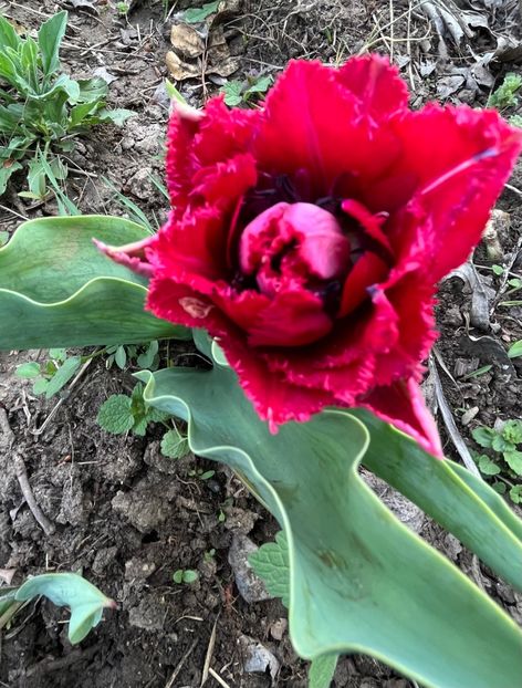 13EEF57F-CE18-45D5-9953-E9DFF5AA4CB1 - Lalele 22 23