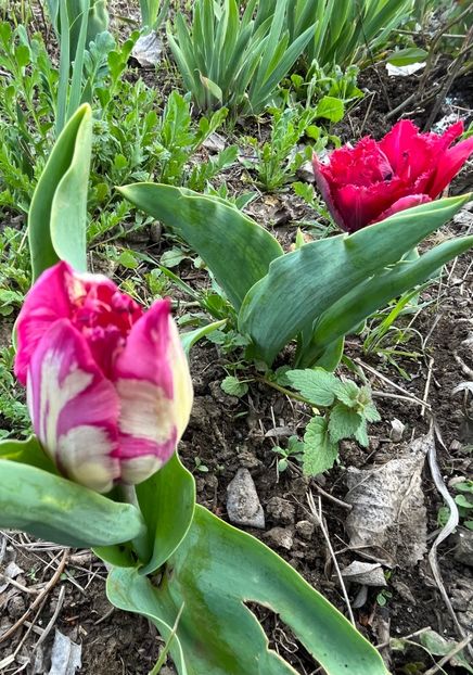 009374FA-A463-4E4B-AFE8-757CA46C14C7 - Lalele 22 23