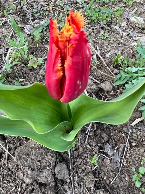 44B0C372-AD7E-4B1B-8BDC-DFF4502C2D3F - Lalele 22 23