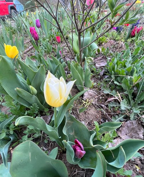 E1827DEC-8C0D-4886-83F1-71085074BD79 - Lalele 22 23