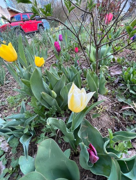 22C940D7-ED56-485D-BFAF-9A888D3962C9 - Lalele 22 23