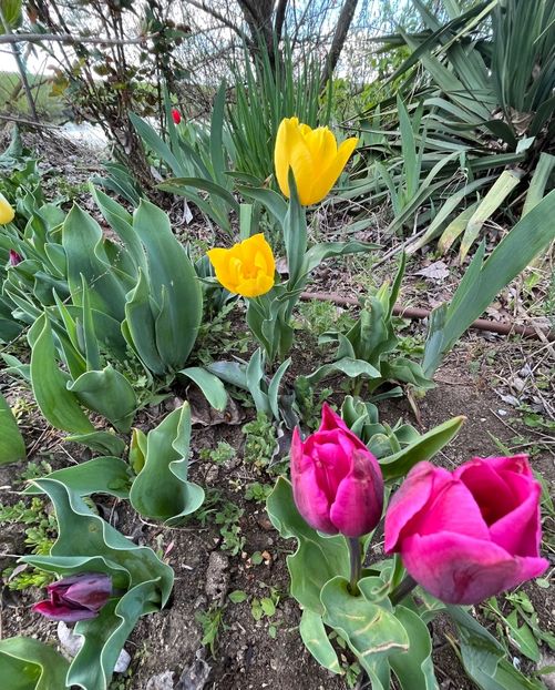 B642E352-E82B-4034-B51A-FFB983C526AF - Lalele 22 23