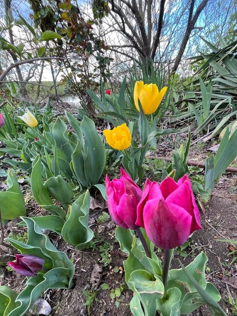 7ED7EB3D-1D42-4EF0-A5AD-3A8FE0B6BB70 - Lalele 22 23