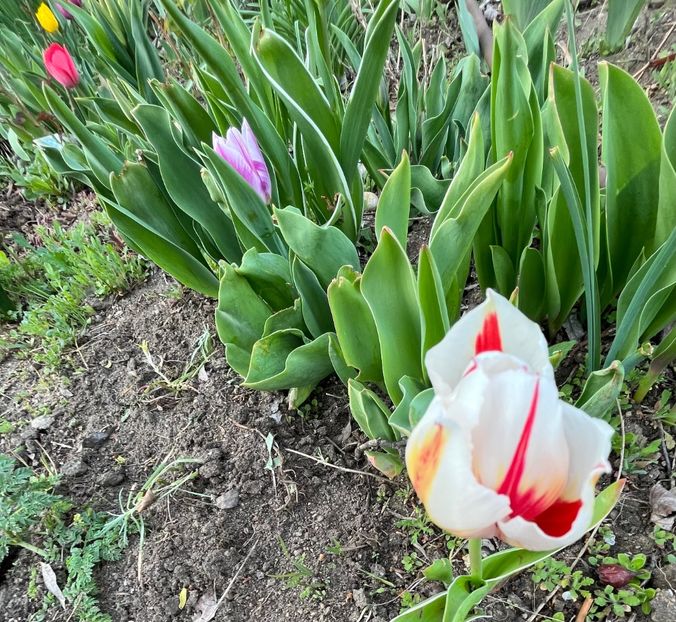 9FBCE41C-48F4-414A-B5BC-917AEDBC2006 - Lalele 22 23