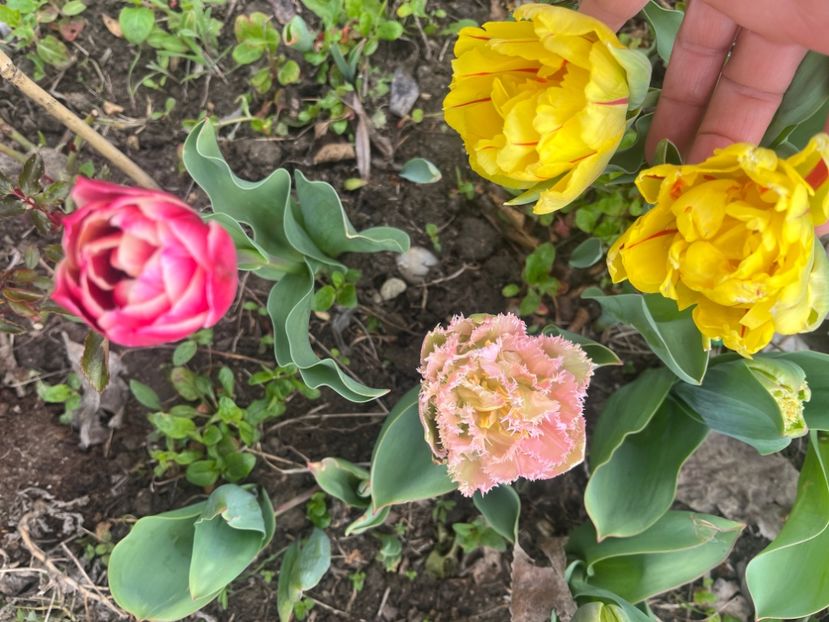 B084985D-4A97-4BB3-A842-F771E648A389 - Lalele 22 23