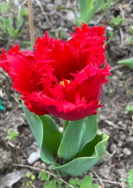 CB6C4534-9619-4E2D-9ED9-F8EF89B9D017 - Lalele 22 23